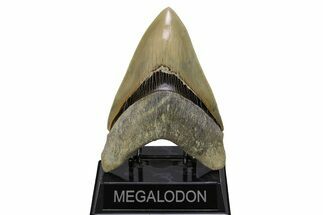 Serrated, Fossil Megalodon Tooth - Indonesia #279213