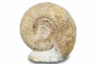Jurassic Ammonite (Stephanoceras) Fossil - England #279245