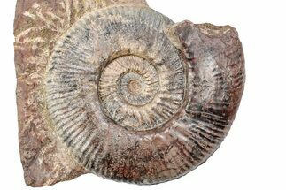 Toarcian Ammonite (Hammatoceras) Fossil - France #279282