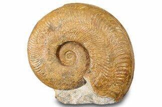 Toarcian Ammonite (Harpoceras) Fossil - France #279292