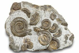 Jurassic Ammonite (Dactylioceras) Fossil Cluster- Germany #279470