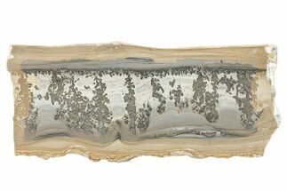 Triassic Aged Stromatolite Fossil - England #279491