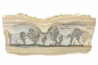 Triassic Aged Stromatolite Fossil - England #279492