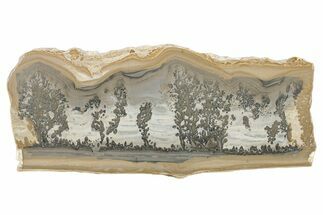 Triassic Aged Stromatolite Fossil - England #279494