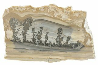 Triassic Aged Stromatolite Fossil - England #279501