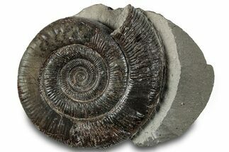 Jurassic Ammonite (Dactylioceras) Fossil - England #279535