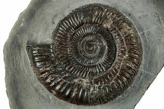 Jurassic Ammonite (Dactylioceras) Fossil - England #279536