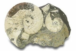 Jurassic Ammonite (Kosmoceras) Fossil - Gloucestershire, England #279554