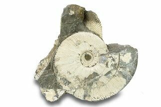 Jurassic Ammonite (Kosmoceras) Fossil - Gloucestershire, England #279555