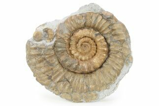 Jurassic Ammonite (Xipheroceras) Fossil - Dorset, England #279565