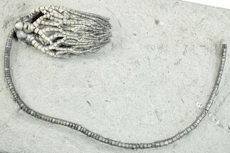 Fossil Crinoid (Cyathocrinites) - Crawfordsville, Indiana #279659