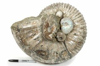 Giant, Bumpy Ammonite (Douvilleiceras) Fossil #279781