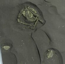 Pyritized Triarthrus Trilobites With Legs & Brittle Star - New York #280057