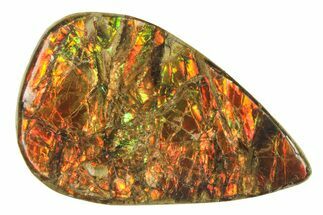 Iridescent Ammolite (Fossil Ammonite Shell) - Alberta #279960