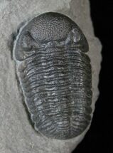 Very Inflated Eldredgeops Trilobite - New York #15913