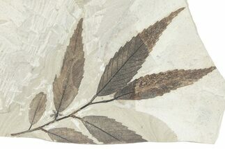 Fossil Leaf Branchlet (Cedrelospermum) - Utah #280208
