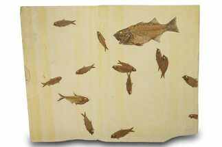 Green River Fossil Fish Display with Mioplosus - Wall Mount #280229