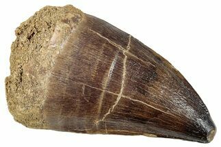 Huge, Fossil Mosasaur (Prognathodon) Tooth - Morocco #280093