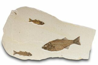 Stunning Green River Fossil Fish Mural with Three Mioplosus #280249