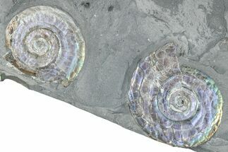 Two Iridescent Ammonites (Psiloceras) - England #280329