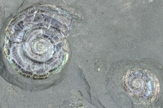 Three Iridescent Ammonites (Psiloceras) - England #280330