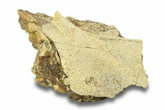Dinosaur Skull Section in Sandstone - Lance Formation, Wyoming #280339