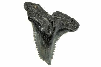 Large, Snaggletooth Shark (Hemipristis) Tooth - South Carolina #280073