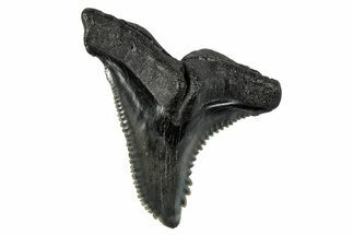 Snaggletooth Shark (Hemipristis) Tooth - South Carolina #280078