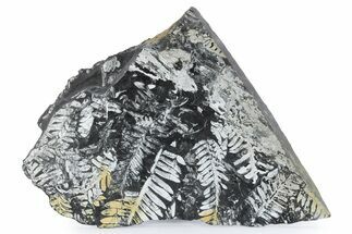 Large, Fossil Seed Fern (Alethopteris) Plate - Pennsylvania #280501