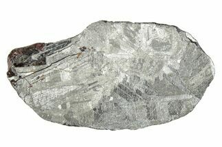 Mundrabilla Iron Meteorite Section ( g) - Australia #280633