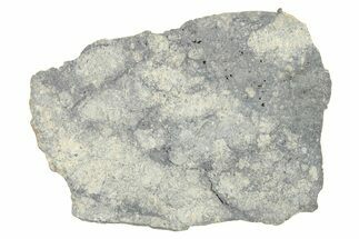 Eucrite Meteorite Slice ( g) - From Vesta Minor-Planet #280640