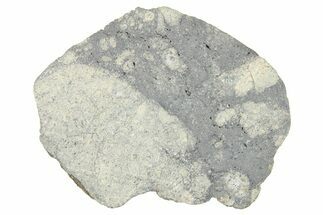 Eucrite Meteorite Slice ( g) - From Vesta Minor-Planet #280645
