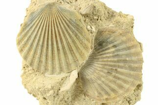 Three Fossil Pecten (Scallops) - Gironde, France #280554