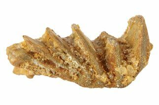 Cretaceous Lungfish (Ceratodus) Tooth Plate - Morocco #280604