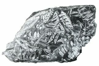Fossil Seed Fern (Alethopteris) Plate - Pennsylvania #280689
