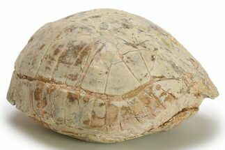 Inflated Fossil Tortoise (Stylemys) - South Dakota #280780