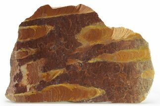 Polished Stromatolite (Jurusania) From Russia - Million Years #280769