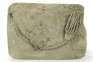 Fossil Crinoid (Macrocrinus) - Crawfordsville, Indiana #280906