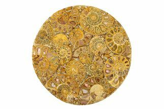 Composite Plate Of Agatized Ammonite Fossils #280967