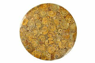 Composite Plate Of Agatized Ammonite Fossils #280977