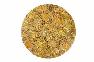 Composite Plate Of Agatized Ammonite Fossils #280992