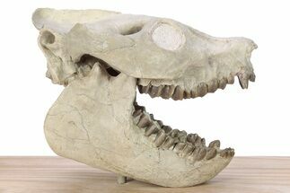 Fossil Oreodont (Leptauchenia) Skull Display - South Dakota #281486