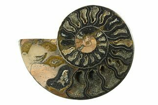 Cut & Polished Ammonite Fossil (Half) - Unusual Black Color #281267