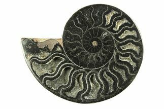 Cut & Polished Ammonite Fossil (Half) - Unusual Black Color #281280