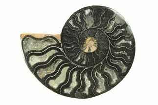 Cut & Polished Ammonite Fossil (Half) - Unusual Black Color #281288