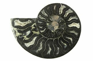 Cut & Polished Ammonite Fossil (Half) - Unusual Black Color #281292