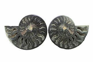 Cut & Polished Ammonite Fossil - Unusual Black Color #281318