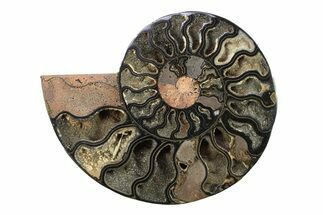Cut & Polished Ammonite Fossil (Half) - Unusual Black Color #281427