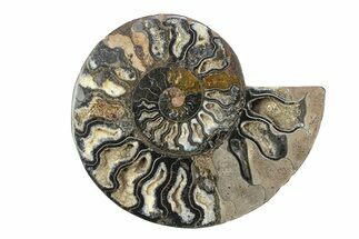 Cut & Polished Ammonite Fossil (Half) - Unusual Black Color #281445
