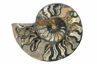 Cut & Polished Ammonite Fossil (Half) - Unusual Black Color #281446